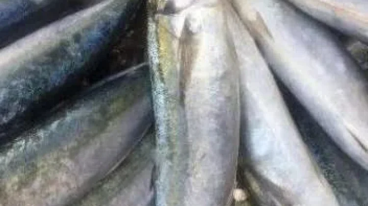 Manfaat Ikan Malalugis, Sumber Protein dan Omega-3 untuk Kesehatan