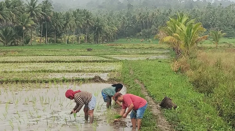 DKPP Talaud: Petani Fokus Garap Sawah Dibutuhkan untuk Optimalkan Potensi Pertani