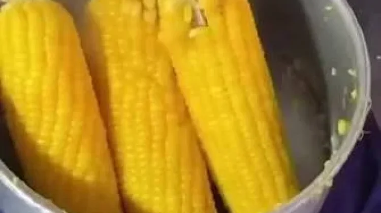 Konsumsi Jagung Secara Rutin Berikan Beragam Manfaat bagi Kesehatan