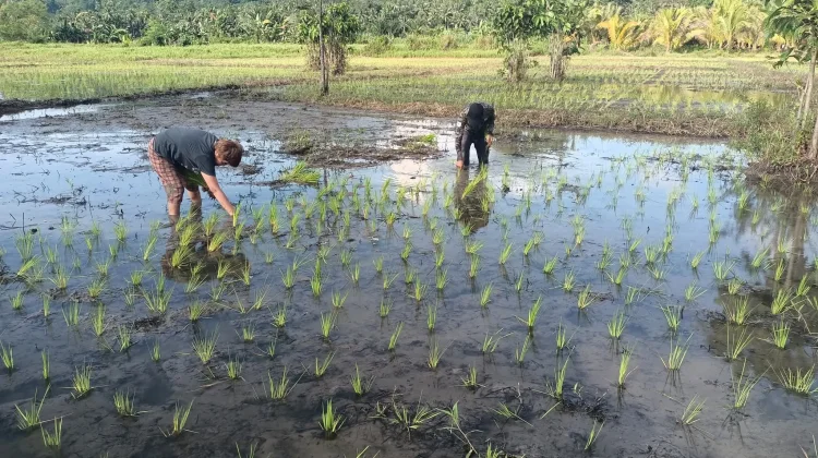 DKPP Talaud Perkuat Ketahanan Pangan Melalui Penanaman Padi dan Jagung