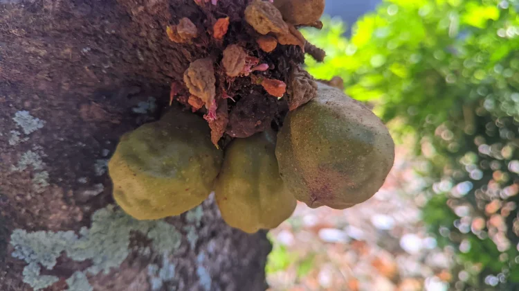 Buah Namnam Kaya Antioksidan, Berpotensi Turunkan Risiko Kanker