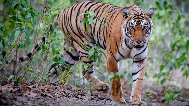 Hari Harimau Internasional Ajak Dunia Selamatkan Populasi Harimau