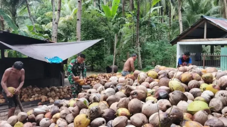 Pererat Silaturahmi, Babinsa Nanusa Merangkul Petani Kelapa