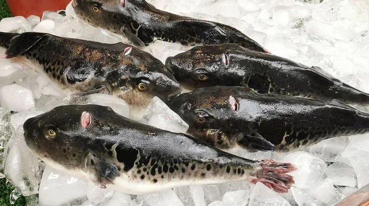 Kenali Manfaat Gizi dan Risiko Konsumsi Ikan Buntal