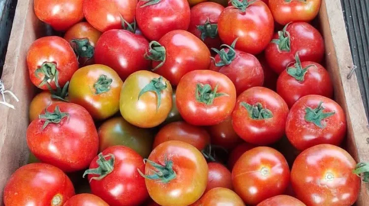 Harga Tomat di Pasar Melonguane Kembali Turun