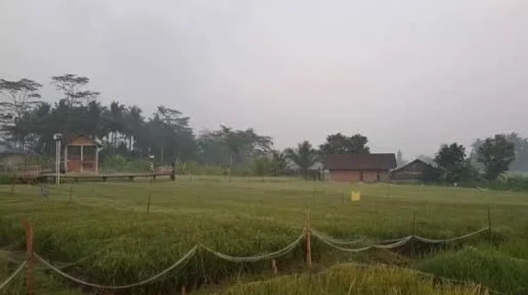 Manfaat Udara Pagi bagi Kesehatan, Bantu Tubuh Lebih Segar