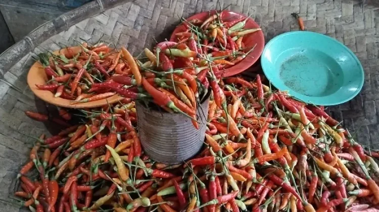 Harga Cabai di Pasar Lirung Naik
