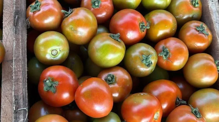 Harga Tomat di Pasar Melonguane Naik