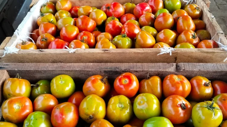 Harga Tomat di Pasar Melonguane Turun