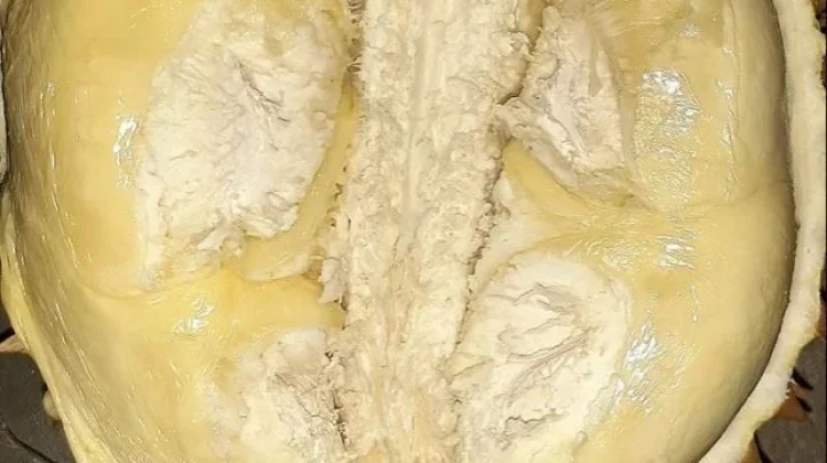 Manfaat Buah Durian, Buah Musiman Kaya Nutrisi