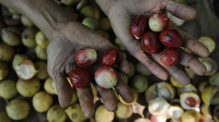 Petani Pala Talaud Tetap Andalkan Hasil Kebun sebagai Sumber Penghidupan