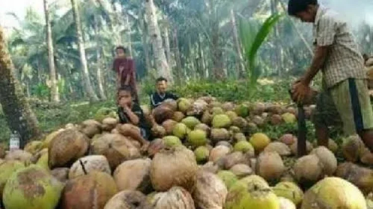 Kehidupan Petani Kelapa, Menggantungkan Harapan dari Kebun