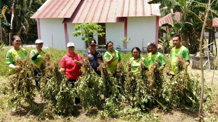 Panen Kacang Batik di BPP Beo Utara Jadi Momentum Dorong Produktivitas Pertanian