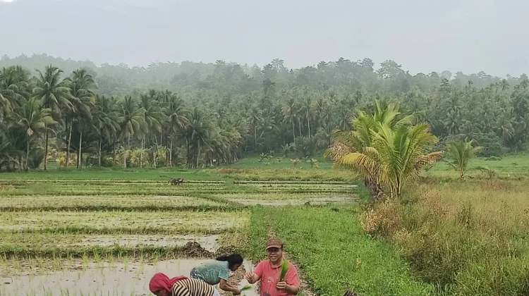 DKPP Talaud Dorong Penanaman Padi Dukung Swasembada Pangan
