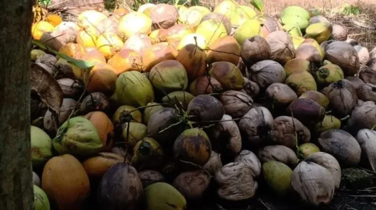 Harga Kopra Harian di Talaud Bertahan di Kisaran Rp11.000-an/Kg