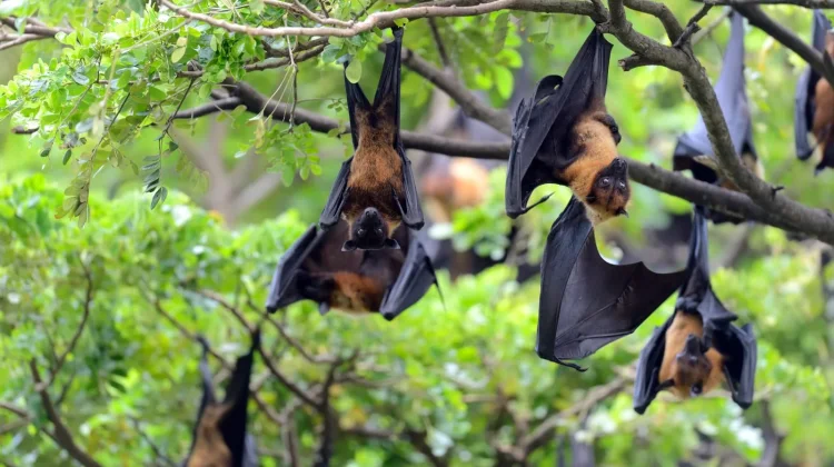 International Bat Night, Kenali Peran Penting Kelelawar