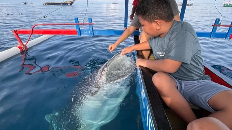 Hari Hiu Paus Internasional, Lindungi Raksasa Laut