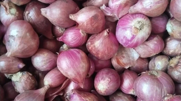 Harga Bawang Merah di Pasar Melonguane Naik