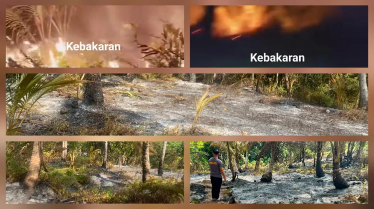 Kebakaran Lahan di Kebun Limona Desa Miangas Berhasil Dipadamkan
