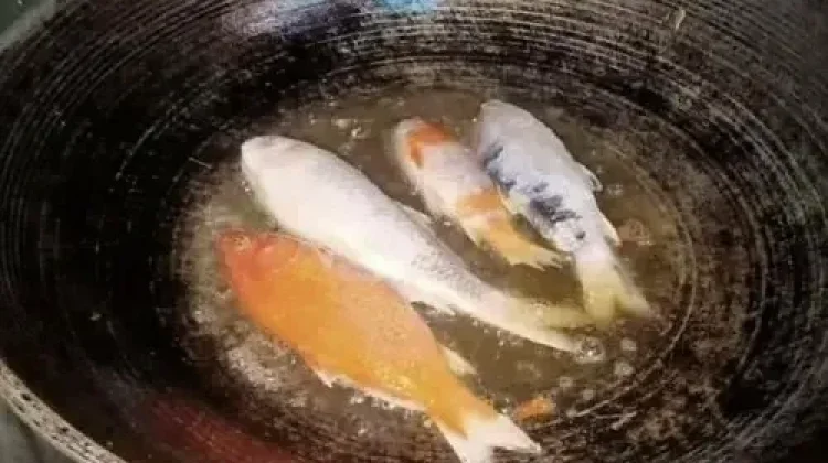 Manfaat Ikan Loi, Sumber Protein dan Gizi untuk Kesehatan