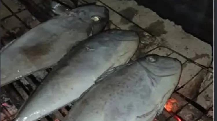 Manfaat Konsumsi Ikan Pasir Putih, Protein Baik untuk Tubuh