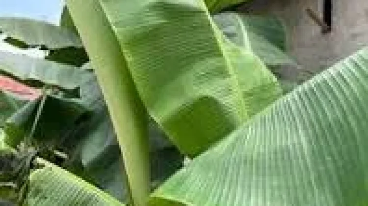 Manfaat Daun Pisang, Bukan Sekadar Pembungkus Makanan