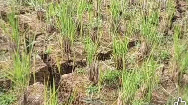 Musim Kemarau, 48 Hektare Sawah di Ambela Gagal Panen