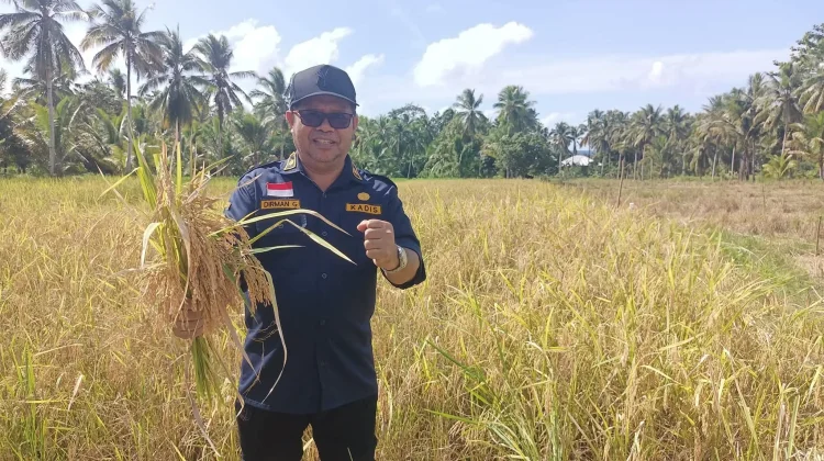 Pemkab Talaud Pastikan Stok Pangan Aman di tengah Ancaman Gagal Panen