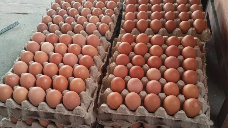 Harga Telur Ayam di Talaud Naik Menjadi Rp70 Ribu per Rak