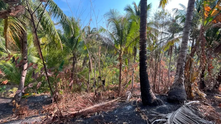 Kebun Langgir Desa Awit Selatan Terbakar, Kerugian Capai 20 Juta Rupiah