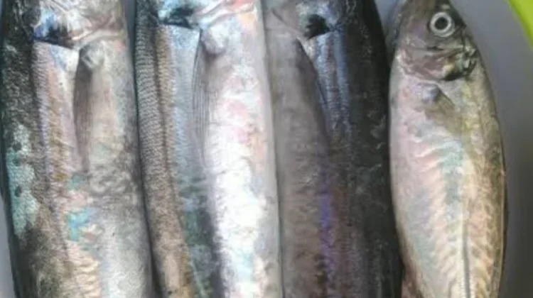 Manfaat Ikan Malalugis, Sumber Protein dan Omega-3 bagi Tubuh
