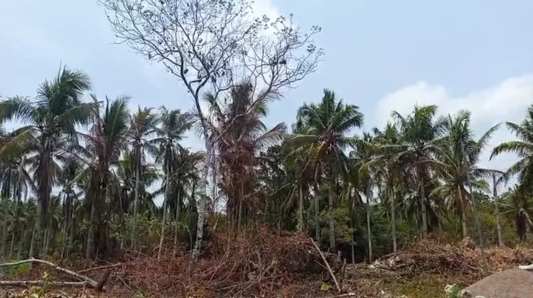 Kemarau Pengaruhi Tanaman Andalan Masyarakat Talaud Mulai Mengering