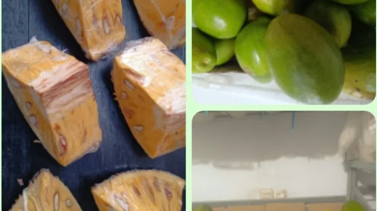 Kemarau Panjang, INGMART Melonguane Kekurangan Suplai Buah Lokal