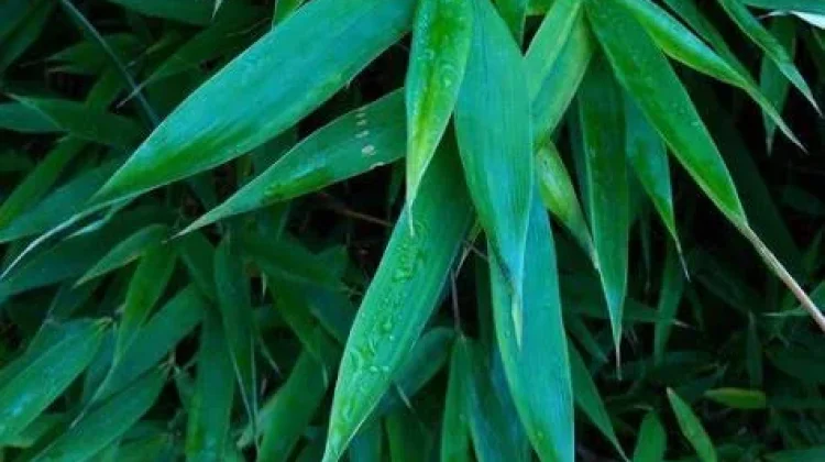 Manfaat Daun Bambu yang Jarang Diketahui Masyarakat