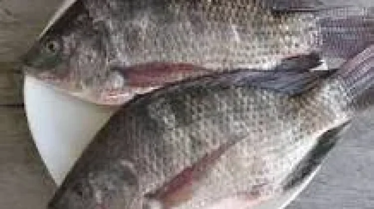 Manfaat Ikan Mujair, Sumber Protein Baik untuk Tubuh