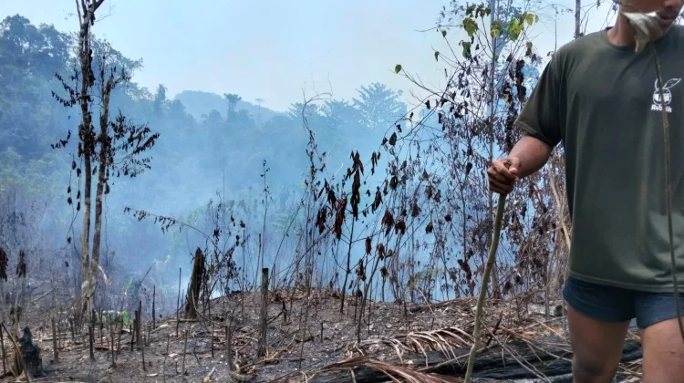 Breaking News: Kebakaran Lahap 7 Hektare Lahan di Beo Selatan