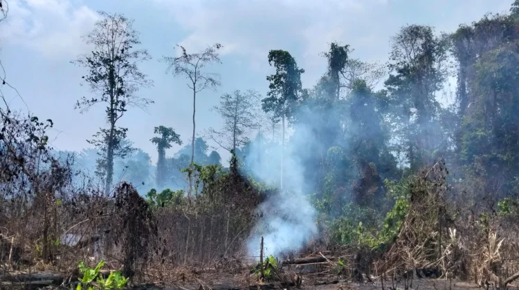 Kebakaran Hutan dan Lahan Seluas 7 Hektar Melanda Beo Selatan