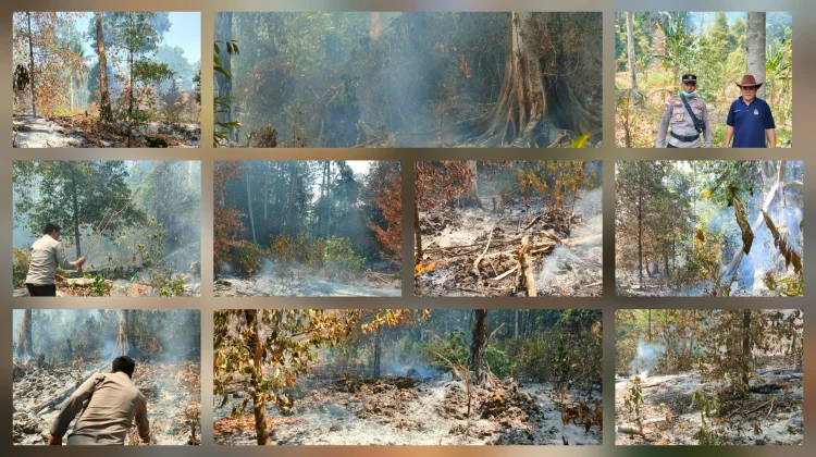Kebakaran Hanguskan 5 Hektar Lahan Warga di Tarun Talaud