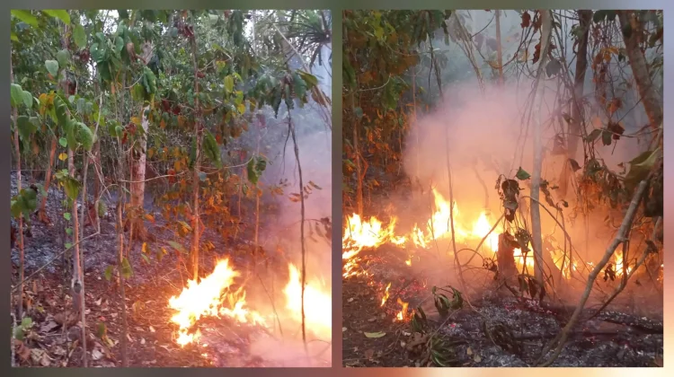 Api Kembali Membara, 19 Ha Lahan Perkebunan di Damau Terbakar