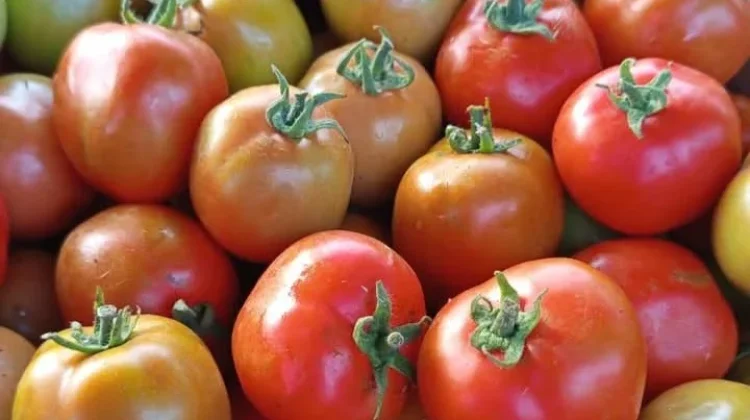 Harga Tomat di Pasar Lirung Naik Menjadi Rp20 Ribu per Kilogram