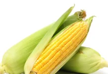 Jagung Berkhasiat Bagi Kesehatan