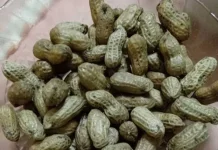 Kacang Rebus Memiliki Khasiat Alami untuk Tubuh
