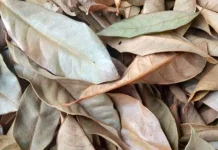 Manfaat Daun Pala Kering untuk Kesehatan