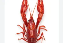 Daging Lobster Membantu Tingkatkan Imunitas Tubuh