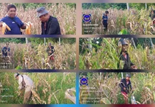 Polres  Talaud Panen Jagung Dukung Swasembada Pangan