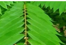 Daun Belimbing ternyata Baik untuk Kesehatan