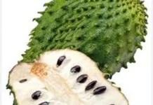 Buah Sirsak Kaya Vitamin C dan Sebagai Antioksidan