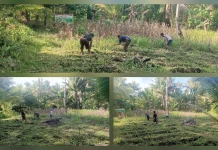 Personil Polsek Miangas Bersihkan Lahan Jagung Ketahanan Pangan