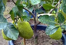 Cara Mudah Menanam Nangka di Pot dengan Langkah Praktis