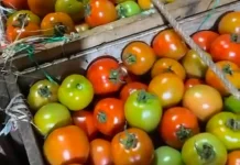 Harga Tomat Naik, Bumbu Dapur Lain Stabil